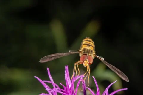 Marmalade hoverfly Stock Photos