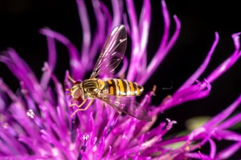 Marmalade hoverfly Stock Photos