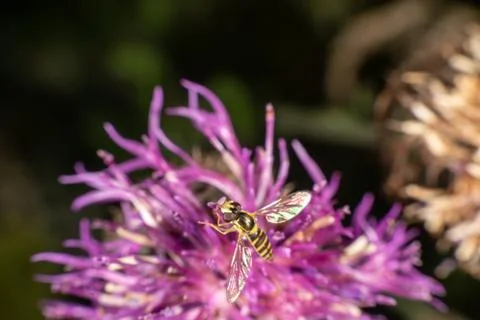Marmalade hoverfly Stock Photos