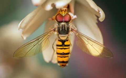The marmalade hoverfly Stock Photos