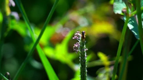 Marmalade Hoverfly pollinating a plant's flower (graded) Stock Footage 99895399