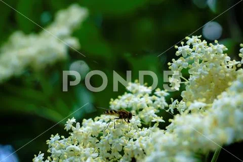 Marmalade hoverfly on white blossom doing mimicry Stock Photos