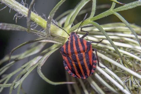 Marmorated stink bug  Photos