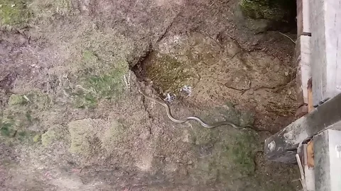 Marmore waterfalls, water snake Stock Footage 119821653