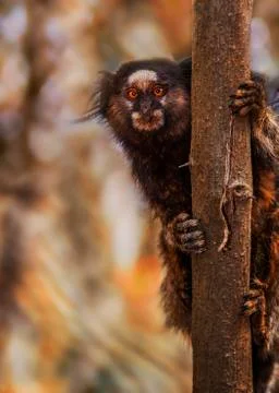 Marmoset and a tree Stock Photos