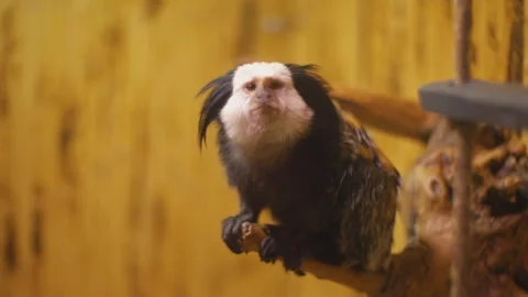 Marmoset breed monkey Stock Footage 113689179