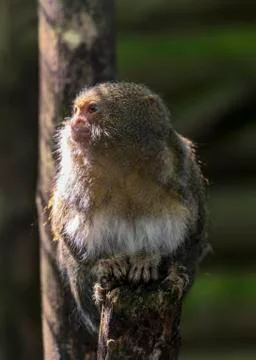 Marmoset in captivity Stock Photos