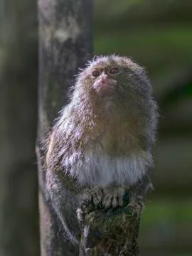Marmoset in captivity Stock Photos