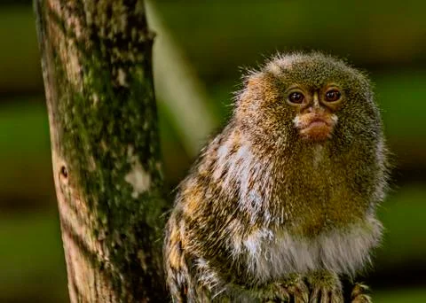 Marmoset in captivity Stock Photos