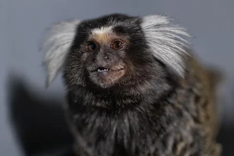 Marmoset with distinctive fluffy ears posing against a neutral background in a Stock Photos