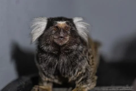 Marmoset with distinctive fur features posing indoors near dusk showcasing Stock Photos