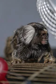 Marmoset exploring its environment in a cozy indoor setting with soft lighting Stock Photos
