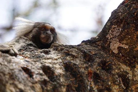 Marmoset facing forward Foto stock
