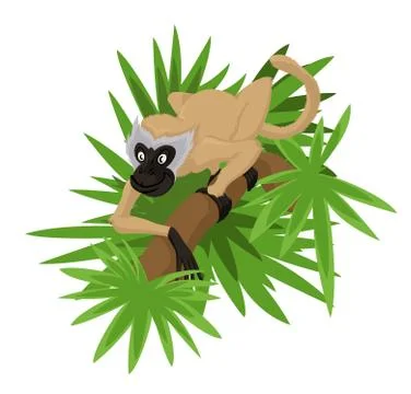 Marmoset Stock Illustration