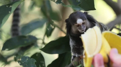 Marmoset Monkey being fed Stock Footage 62068747