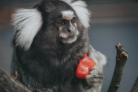 Marmoset monkey with distinctive white ear tufts holding a piece of red fru.. Foto stock