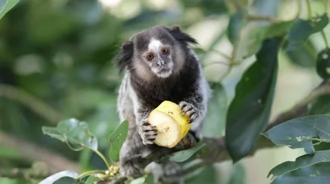 Marmoset Monkey Eating Stock Footage 62066118