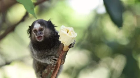 Marmoset Monkey Eating Stock Footage 62068514