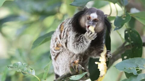 Marmoset Monkey Eating Stock Footage 62068757