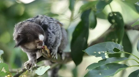 Marmoset Monkey Stock Footage 62065967