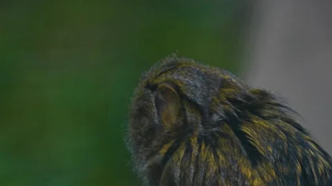 A Marmoset monkey Stock Footage 271209888