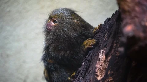 Marmoset monkey  Stock Footage 271375797