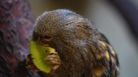 Marmoset monkey  Stock Footage 271376106