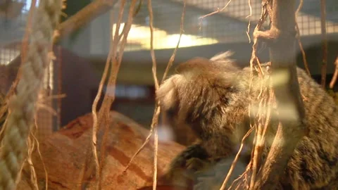 Marmoset monkey in glass Stock Footage 281360329