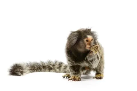 Marmoset monkey Stock Photos
