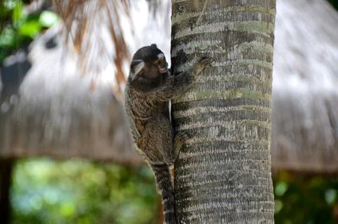 Marmoset monkey Stock Photos