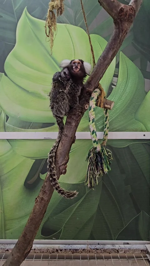 A marmoset monkey is seen playing Stock Footage 333705233
