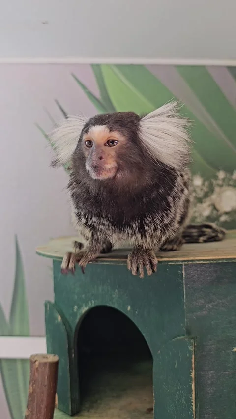 A marmoset monkey is seen playing on a small shelf Stock Footage 333216692