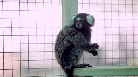 Marmoset monkey sits and eats an apple Video stock 68787444