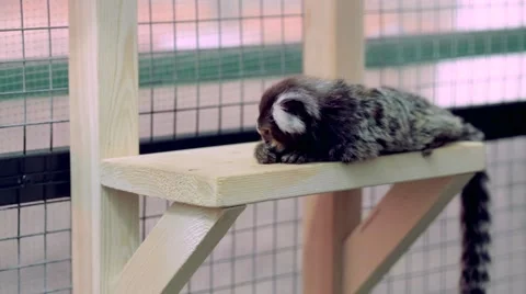 Marmoset monkey sits and eats an Apple looking into the camera Video stock 68787492