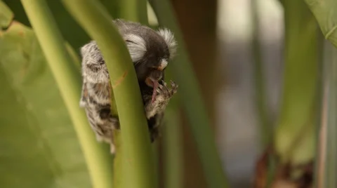 A Marmoset Monkey sitting on a plant Stock Footage 55381648