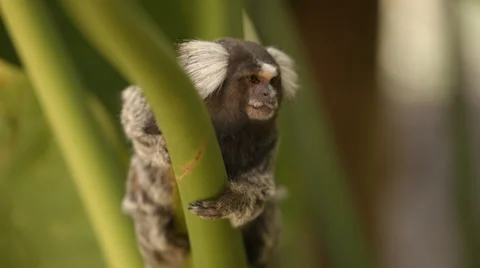 Marmoset Monkey sitting in a tree and sticking out it's tongue Stock Footage 32071281
