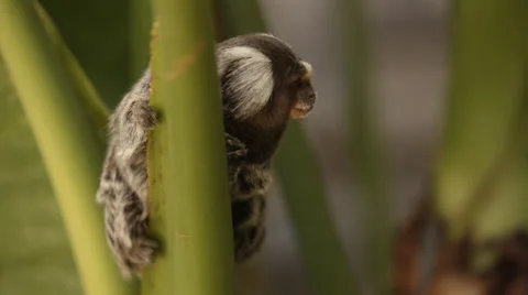 Marmoset Monkey sitting in a tree and scratching it's tail Stock Footage 32071302
