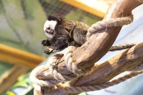 Marmoset monkey sitting up on a tree Stock Photos