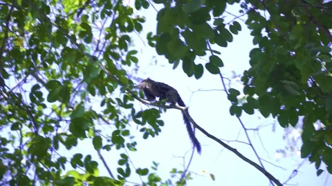 Marmoset monkey on tree at Sugar Loaf Mountain. Rio de Janeiro, Brazil. Stock Footage 79458224