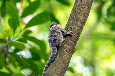Marmoset monkey on a tree in the wild Stock Photos
