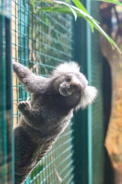 Marmoset monkey at the Zoo Stock Photos