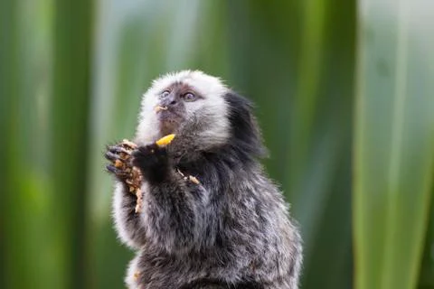 Marmoset Stock Photos