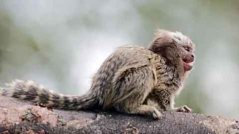 Marmoset Stock Photos