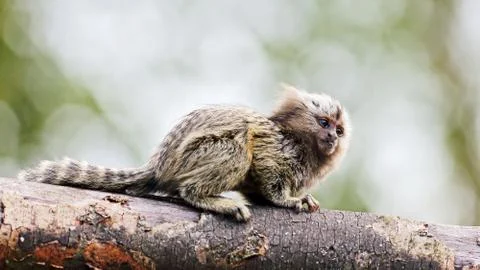 Marmoset Foto stock
