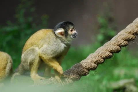 Marmoset Stock Photos
