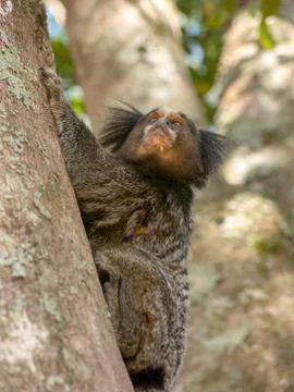 Marmoset Stock Photos