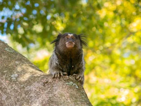 Marmoset Stock Photos
