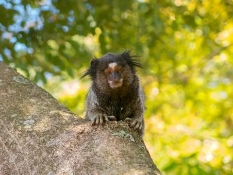 Marmoset Stock Photos