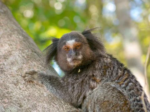 Marmoset Stock Photos