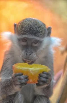 A marmoset Stock Photos